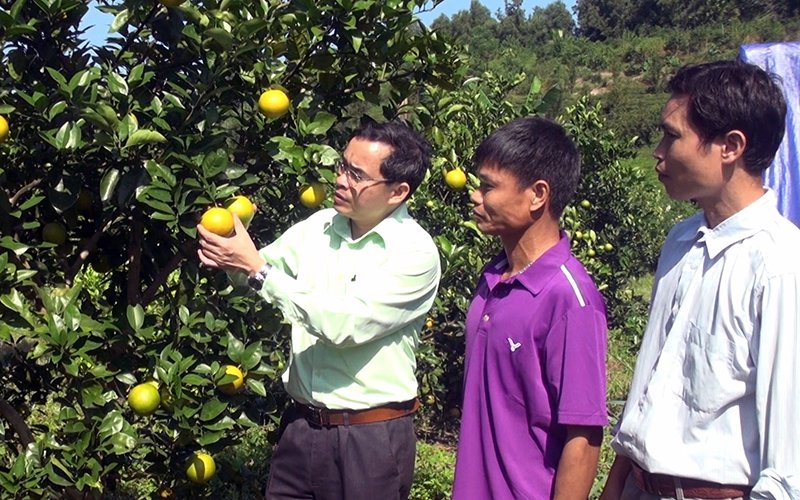 Tuyên Quang: Tạo bước đệm cho các sản phẩm nông nghiệp sạch đủ sức vươn xa ở Hàm Yên
